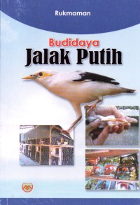 Image of Budidaya jalak putih